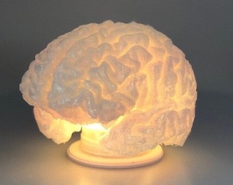 3D Printed Brain Lamp - Unique Anatomical Light from Brain Scan - Image 10